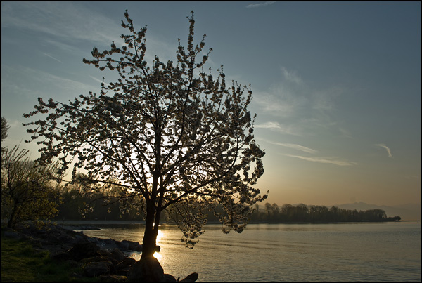 Lever de soleil au bord du Léman Lever de soleil au bord du Léman