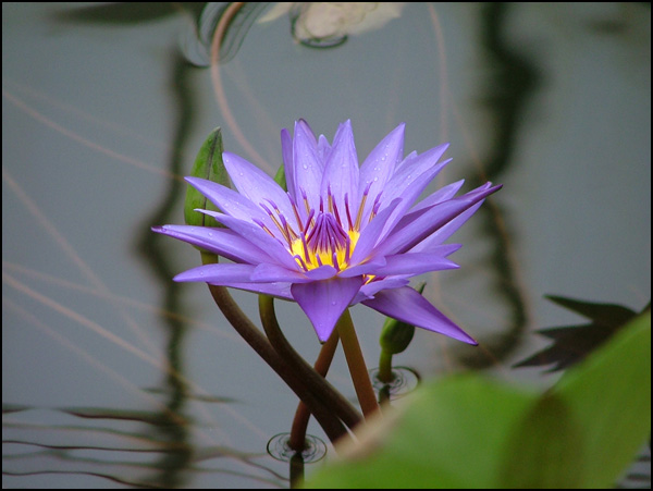 Nénuphare Nénuphare