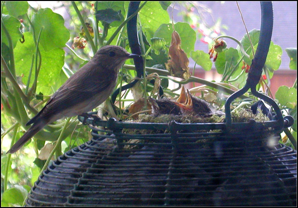 Pouillots squatters Pouillots squatters