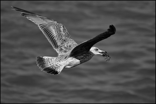 Les yeux plus gros que le ventre Les yeux plus gros que le ventre