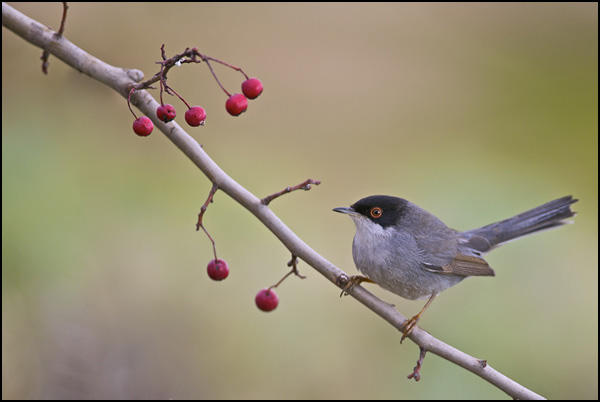 Fauvette Mélanocéphale Fauvette Mélanocéphale