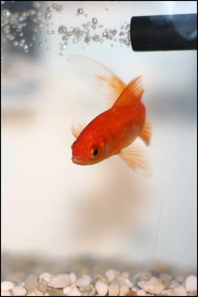 Heureux comme un poisson dans l'eau Heureux comme un poisson dans l'eau