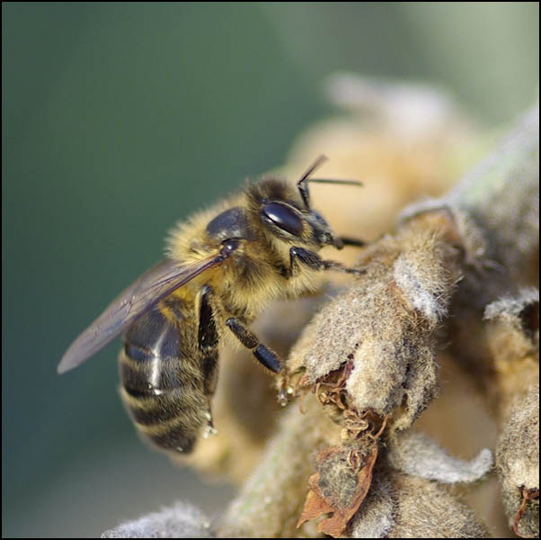 La nature nos insectes La nature nos insectes