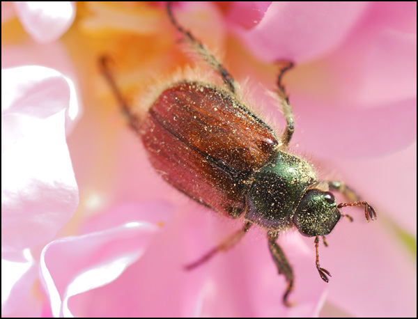 Monde en rose Monde en rose