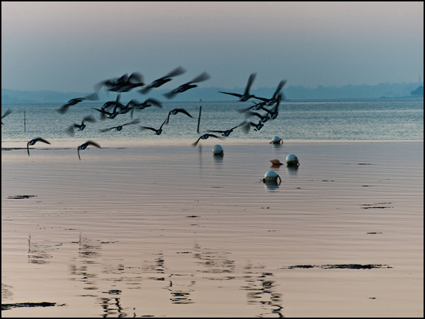 Retour des oies bernaches sur l'île du soir Retour des oies bernaches sur l'île du soir
