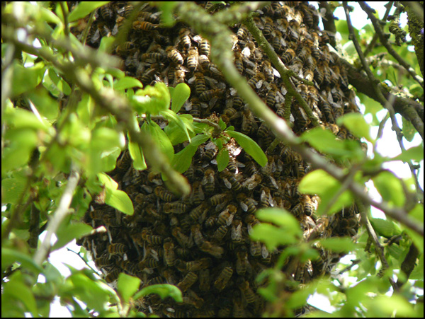 Regroupement Regroupement