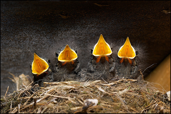 Quatuor de cuivres Quatuor de cuivres