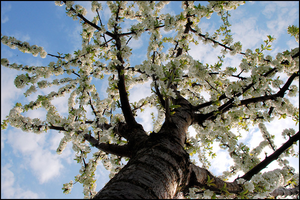 Le temps des cerises Le temps des cerises