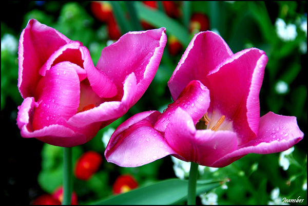 Duo de gouttes Duo de gouttes