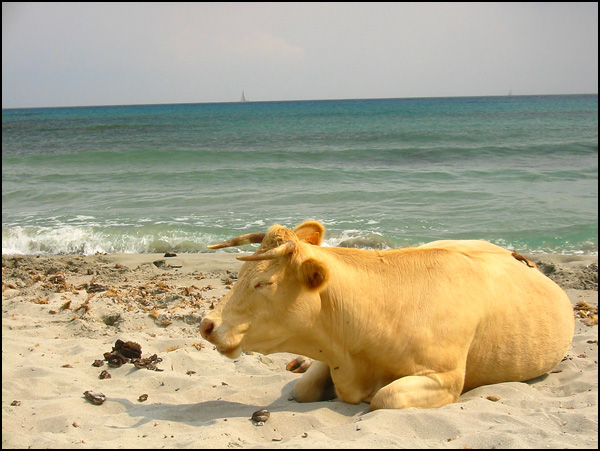 Vache corse Vache corse