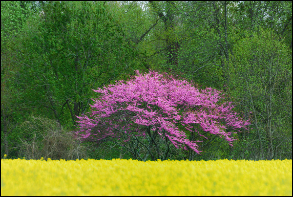 Contraste de printemps Contraste de printemps