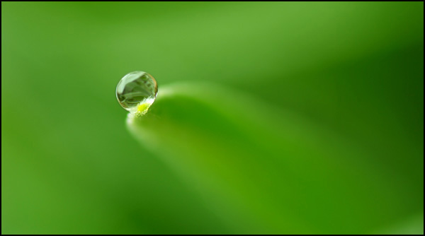 Perle de pluie - La nature en beauté Perle de pluie - La nature en beauté