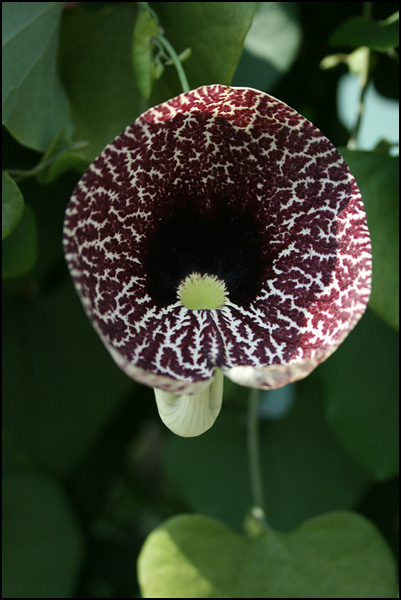 La pureté d'une fleur... La pureté d'une fleur...