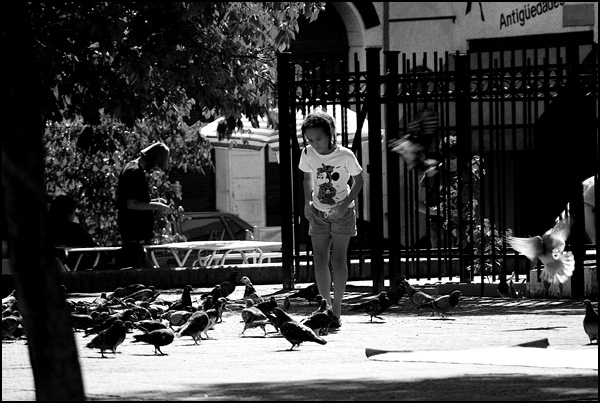 Chasing pigeons in BA Chasing pigeons in BA