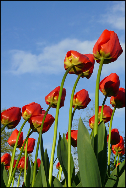 La belle rouge La belle rouge