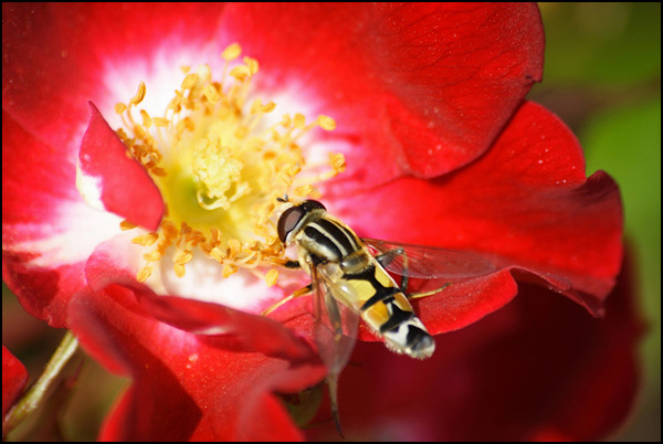 La vie en couleurs La vie en couleurs