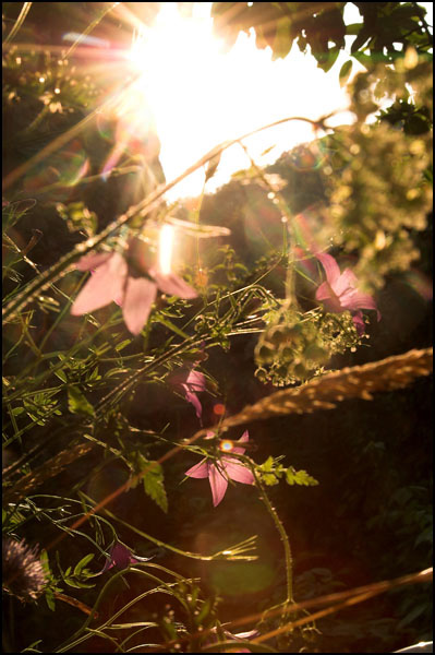 Pure morning Pure morning