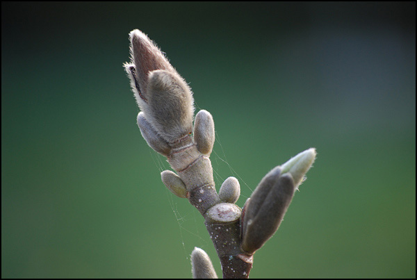 Magnolia qui s'éveille Magnolia qui s'éveille