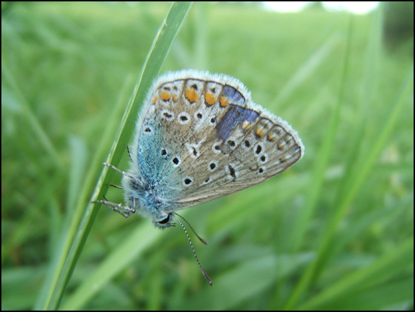 La vie en bleu