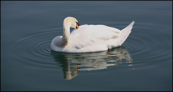 Signe de la vie est belle... Signe de la vie est belle...