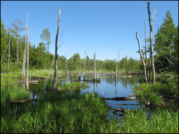 Le Bayou Nordique Le Bayou Nordique