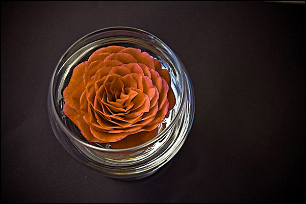 Eclosion d'un camélia Eclosion d'un camélia