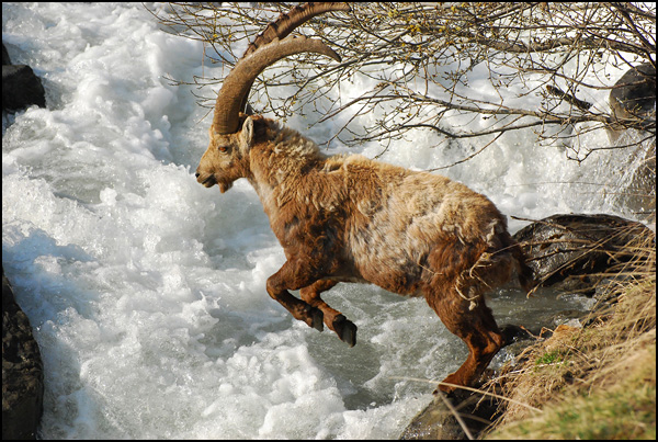 Bouquetin traversant une riviere Bouquetin traversant une riviere