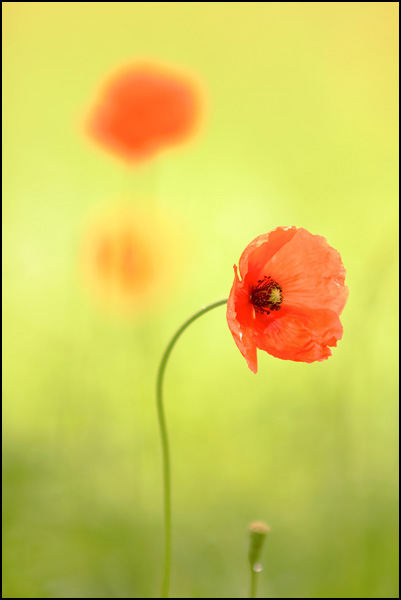 Coquelicots Coquelicots