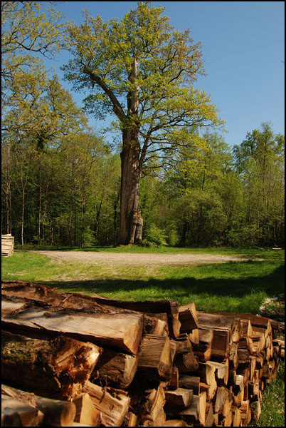 Plus belle la vie depuis 600 ans malgré quelques rides Plus belle la vie depuis 600 ans malgré quelques rides