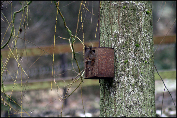 Ecureuil un peu curieux Ecureuil un peu curieux