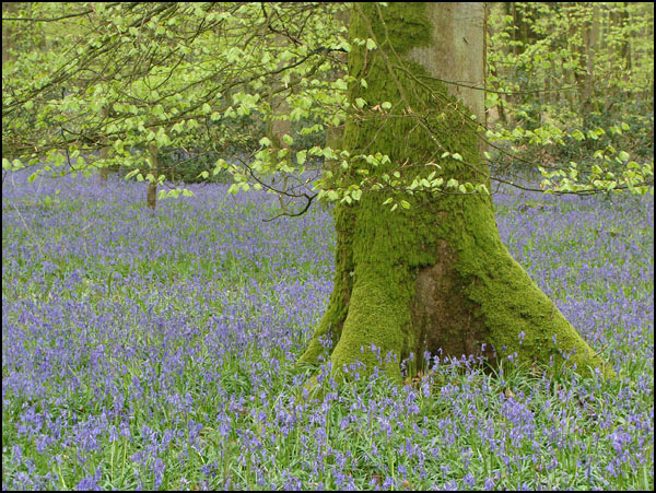 La Forêt bleue La Forêt bleue