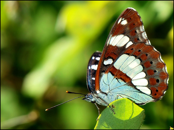 20090519095305_P5163107m.jpg 20090519095305_P5163107m.jpg