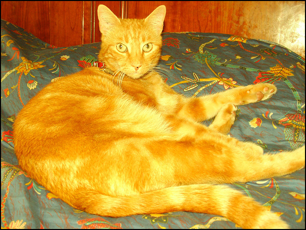 20090602052521_Spirou_dor_o!.jpg 20090602052521_Spirou_dor_o!.jpg