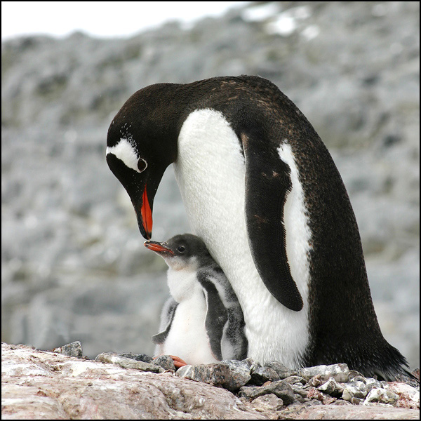 20090602054948_PGM_ANTARC46.jpg 20090602054948_PGM_ANTARC46.jpg