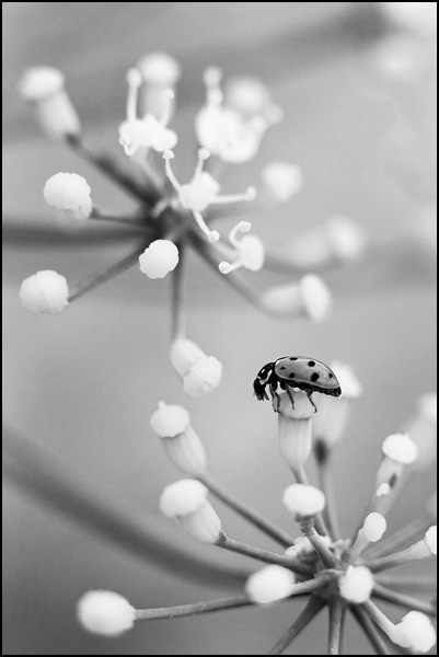 20090602061511_cocoNB_copie_copie.jpg 20090602061511_cocoNB_copie_copie.jpg