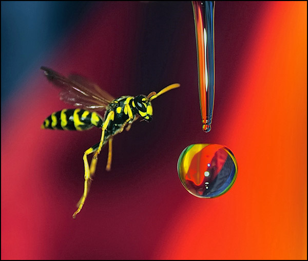 Guêpe surprise ! - Abdelaziz Mazouz Guêpe surprise ! - Abdelaziz Mazouz