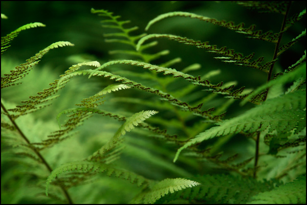 20100315195637_fougere.jpg 20100315195637_fougere.jpg