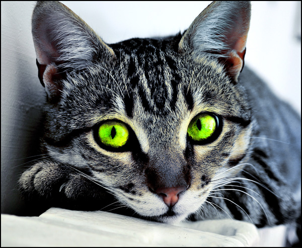 20100608200543_luckystar1.jpg 20100608200543_luckystar1.jpg